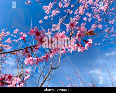 Phaya Suea Krong Blume Stockfoto