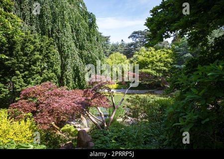 Teich in einem japanischen Garten Stockfoto
