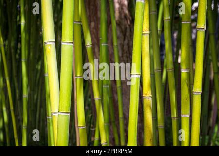 Bambus-Wald-Hintergrund Stockfoto
