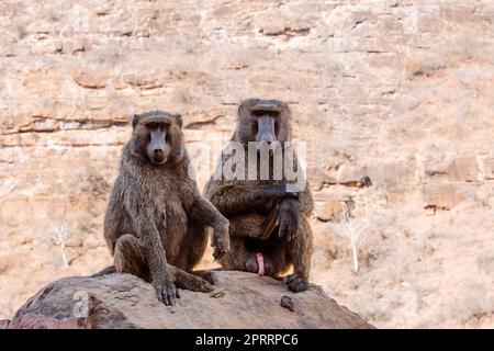 Chacma-Pavian-Familie, Äthiopien, afrikanische Wildtiere Stockfoto