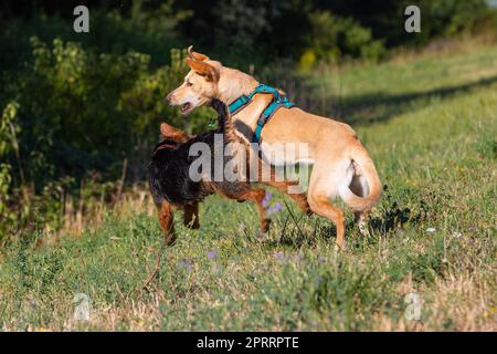 Zwei Hunde Rennen und spielen Stockfoto