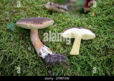 Herbst Rotfüßiger Bolete, Zungenbauch, ganz und auf grünem Moos geschnitten Stockfoto