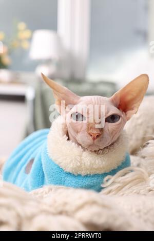 Süße Sphynx-Katze in warmem Pullover zu Hause. Hübsches Haustier Stockfoto