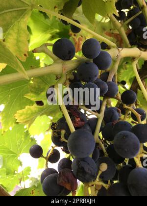 spider and wasp in the vine- this ist nature and nature reserve Stock Photo