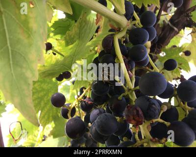 spinnen und Wespen in der Rebe - dieses ist Natur- und Naturreservat Stockfoto