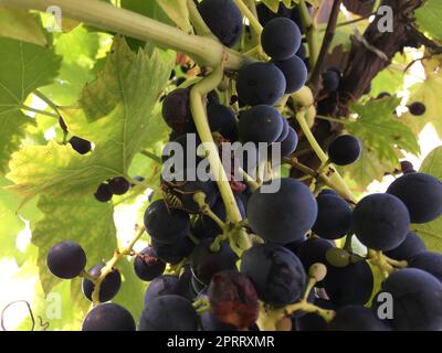 spider and wasp in the vine- this ist nature and nature reserve Stock Photo