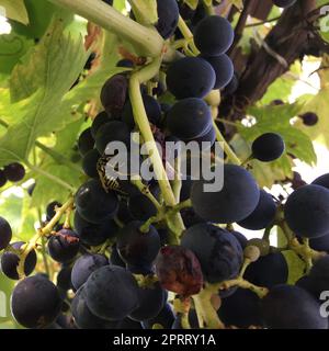 spinnen und Wespen in der Rebe - dieses ist Natur- und Naturreservat Stockfoto