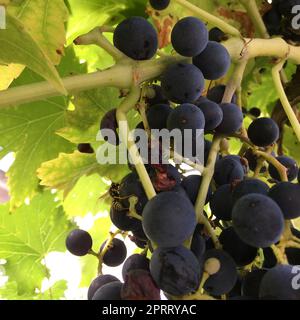 spinnen und Wespen in der Rebe - dieses ist Natur- und Naturreservat Stockfoto