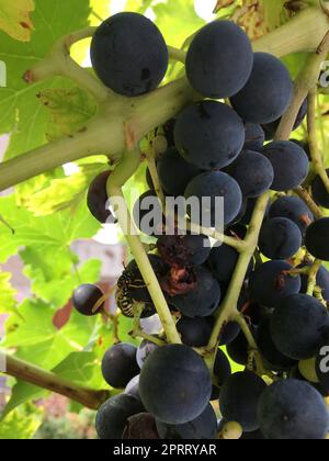 spinnen und Wespen in der Rebe - dieses ist Natur- und Naturreservat Stockfoto