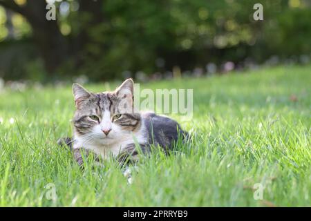 Auf dem Gras bei dieser Hitze zu liegen, ist wunderbar Stockfoto