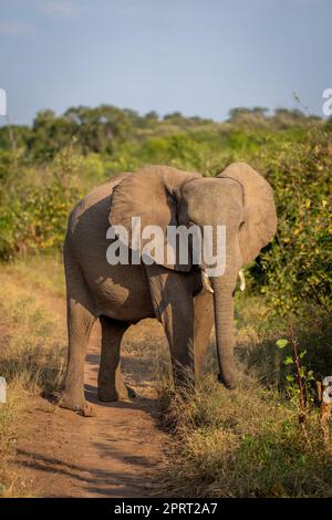 Afrikanischer Buschelefant steht auf sandigen Spuren Stockfoto