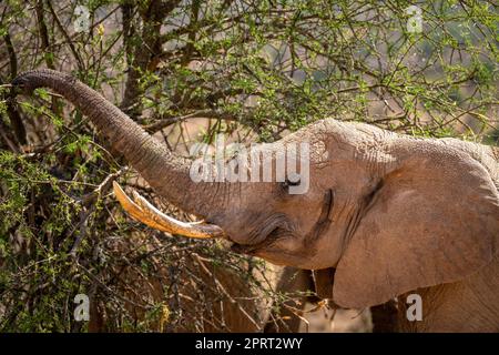 Nahaufnahme eines afrikanischen Buschelefanten, der den Rüssel hebt Stockfoto