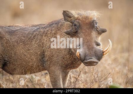 Nahaufnahme von gewöhnlicher Warzenschweine mit fehlendem Stoßzahn Stockfoto