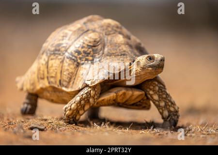 Die Leopardenschildkröte geht auf steinigem Boden vorbei Stockfoto