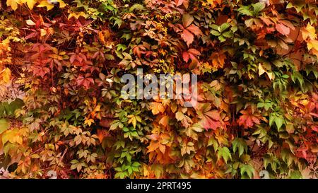 Herbstliches buntes Laub bedeckt.eine Gartenwand Stockfoto