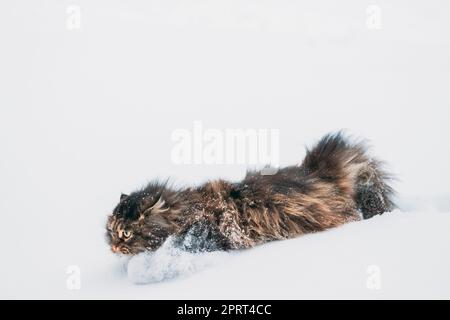 Lustig flauschige Sibirische Katze Kitty in Verschneiten Schneeverwehungen im Winter Park. Wunderschöne Adorable Russische Rasse Kat. Beliebtes Haustier. Stockfoto