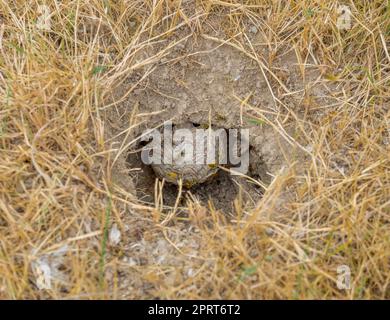 Loch im Boden inklusive Wespen und Nest Stockfoto