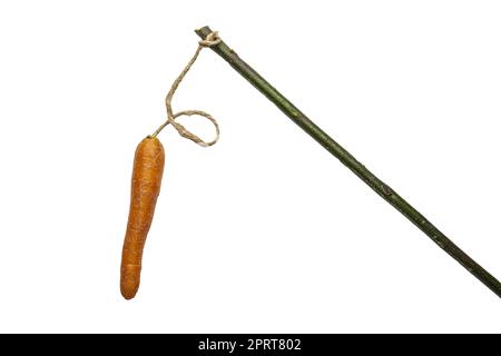 Die Karotte, die als Konzept der alten Erziehungsmethode auf einem transparenten Hintergrund am Stick gebunden ist Stockfoto