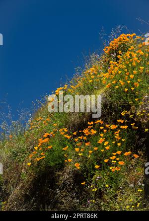 Kalifornischer Mohn Eschschscholzia californica in Blüte. San Mateo. Gran Canaria. Kanarische Inseln. Spanien. Stockfoto