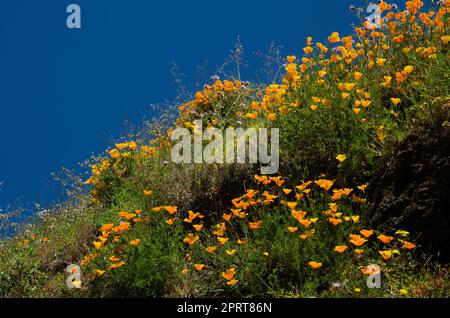 Kalifornischer Mohn Eschschscholzia californica in Blüte. San Mateo. Gran Canaria. Kanarische Inseln. Spanien. Stockfoto