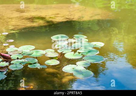 Lily stopft Nymphaeaceae Nuphar friedlich auf einem Teich in Nord-Michigan Stockfoto