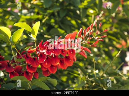 Erythrina bidwillii ist eine schöne Badewannen-Pflanze für das grüne Haus. Stockfoto