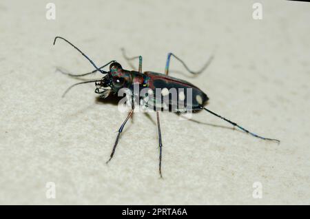 Blauer Tigerkäfer, Cicindela aurulenta, Klungkung, Bali, Indonesien Stockfoto
