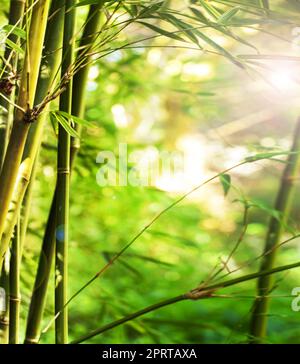 Ruhiger Bambuswald. Nahaufnahme von Sonnenlicht, das durch einen Farn scheint. Stockfoto