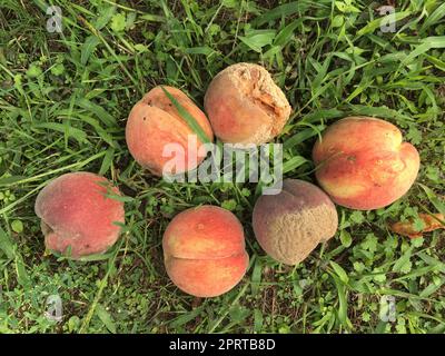 Der Gärtner erntet Früchte im Garten Stockfoto