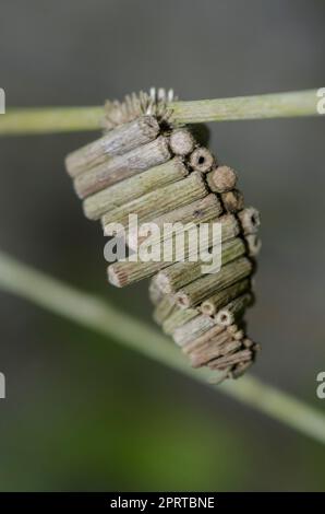 Bagworm Moth, Familie der Psychidae, Fall für Larven aus kleinen Zweigen am Stamm, Klungkung, Bali, Indonesien Stockfoto