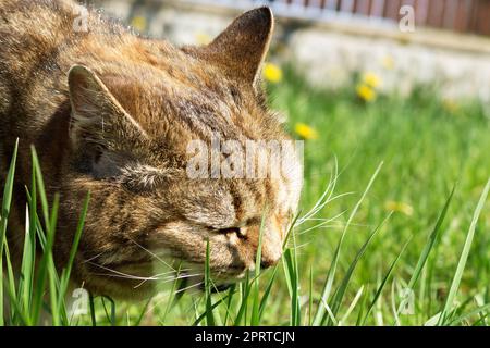 Dreifarbige große Katze, die Gras im Garten isst, um die Verdauung zu unterstützen und den Magen von Wolle zu reinigen. Folsäure für Katzen. Stockfoto