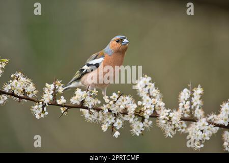 Männliche Schaffinch (Fringilla Coelebs) auf der Schwarzdornblüte im Frühling Stockfoto