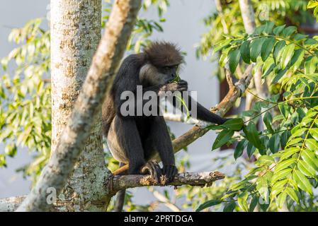 Affen und Wildnis auf den Dschungel Ort, hinter dem kleinen Ort Unawatuna, Sri Lanka Stockfoto