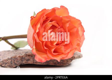 Orange Rose auf Granitstein mit weißem Hintergrund Stockfoto