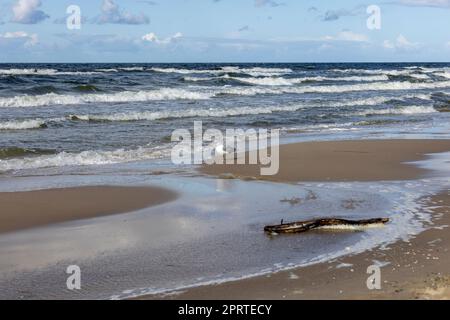 Wunderschöne Küstenlandschaft, ein leerer Strand, das schäumende Wasser der Ostsee, Möwen, die auf dem Sand spazieren, Wyspa Wolin, Miedzyzdroje, Polen Stockfoto