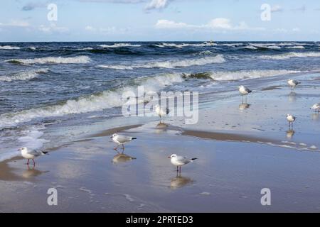 Wunderschöne Küstenlandschaft, ein leerer Strand, das schäumende Wasser der Ostsee, Möwen, die auf dem Sand spazieren, Wyspa Wolin, Miedzyzdroje, Polen Stockfoto