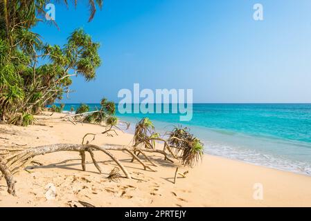 Tropischer Strand mit feinem Sand, Pandanus- und Kokospalmen in der Nähe von Koggala Stockfoto