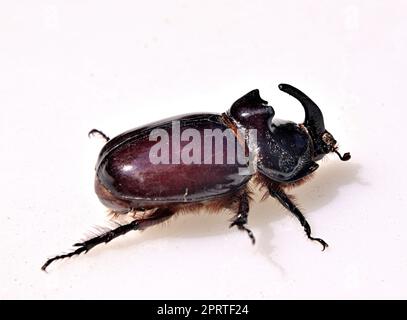 Lucanus cervus, der europäische Hirschkäfer Stockfoto