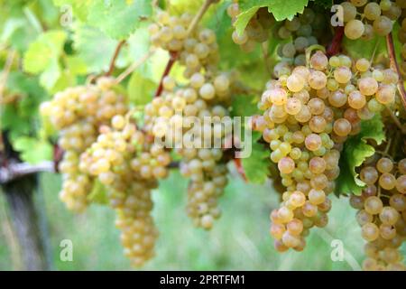 Weiße Trauben am Rebstock Stockfoto