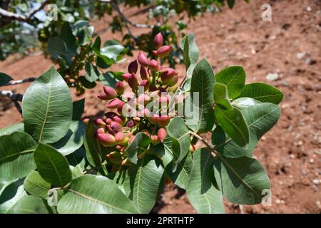 Pistazien-Nüsse auf dem Baum Stockfoto