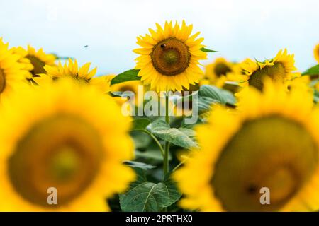 Sich vom Crowd-Konzept abheben. Wunderbarer Panoramablick auf das Sonnenblumenfeld im Sommer. Eine Blume wächst größer als die anderen Stockfoto