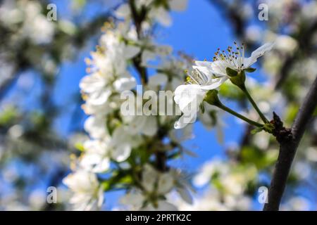 weißen Kirschblüten vor blauem Himmel Stockfoto