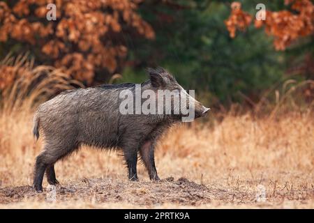 Wildschwein, das im Herbst auf einer Lichtung steht, mit orangefarbenen Blättern im Hintergrund. Stockfoto