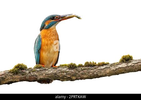 Gewöhnlicher Eisvögel, der Fische im Schnabel hält, auf blanko geschnitten Stockfoto