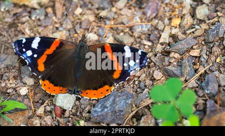 Admiral Schmetterling auf dem Waldboden. Seltenes Insekt mit leuchtenden Farben. Makrotierfoto Stockfoto