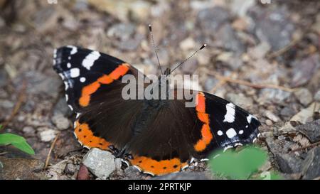 Admiral Schmetterling auf dem Waldboden. Seltenes Insekt mit leuchtenden Farben. Makrotierfoto Stockfoto