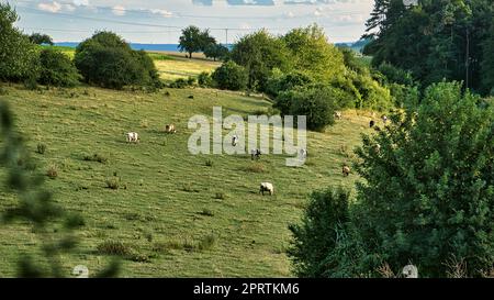 Kuhherde auf einer Wiese. Braune Nutztiere liegen entspannt im Gras, während sie die Würfe kauen. Stockfoto