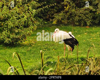 Störche auf einer Wiese. Elegant in Schwarz-Weiß Stockfoto