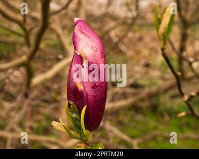 Magnolienbäume sind in der Blütezeit eine wahre Pracht. Ein Blickfang Stockfoto