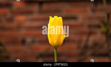 Die gelbe Tulpe hat im Frühling auf einer Wiese mit Bokeh geschossen. Traumhafte und romantische Aufnahme Stockfoto